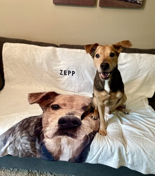 Custom Pet Blanket