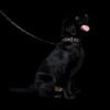Custom Pet Portrait Collar