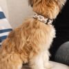 Custom Pet Portrait Collar