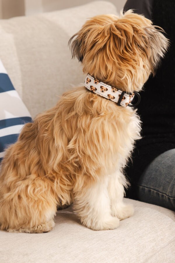Custom Pet Portrait Collar