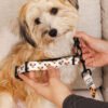 Custom Pet Portrait Collar