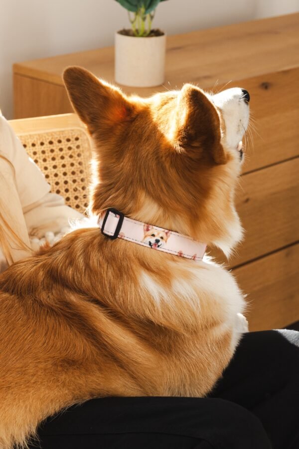 Custom Pet Portrait Collar