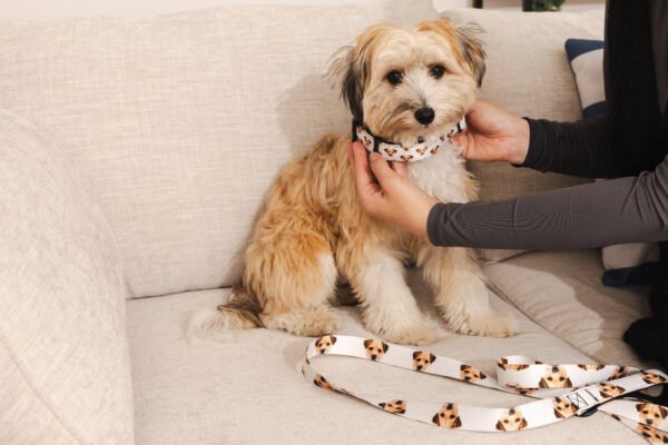 Custom Pet Portrait Collar