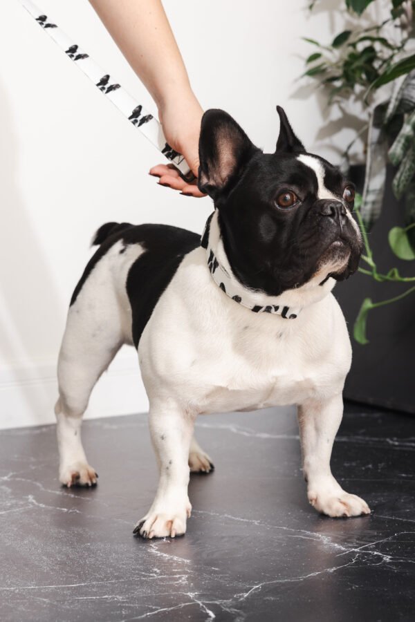 Custom Pet Portrait Collar